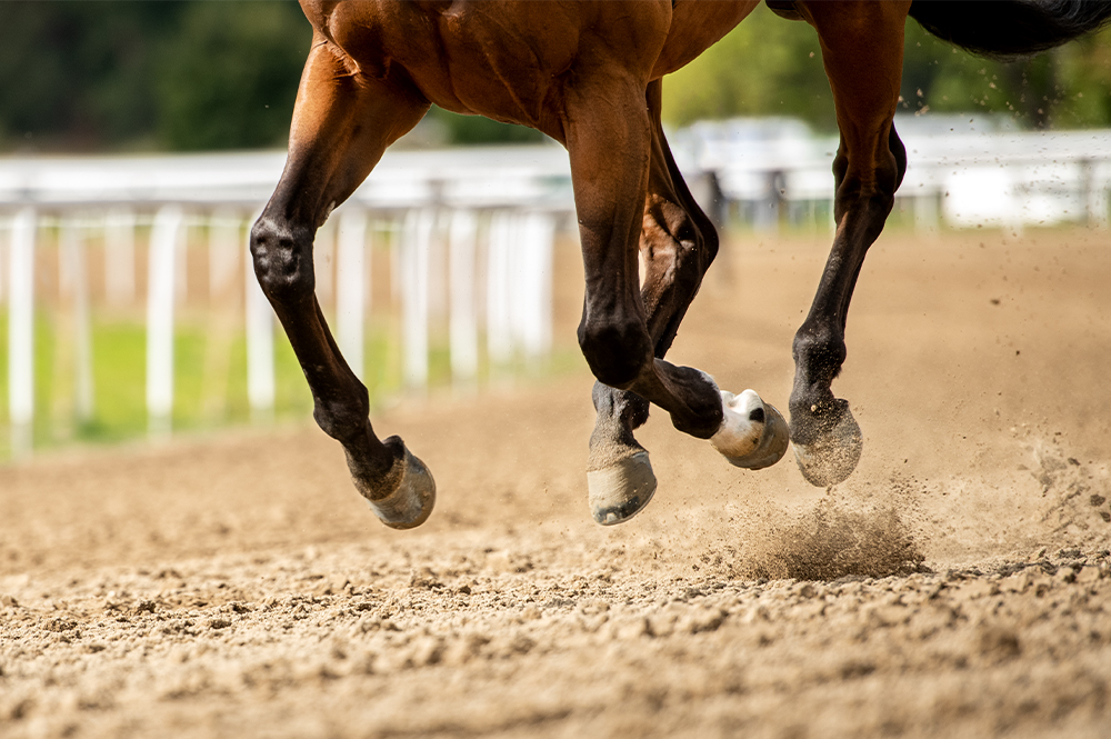 Horse running